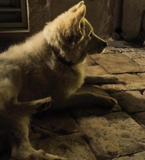 Bed and Breakfast Casale Petrarolo