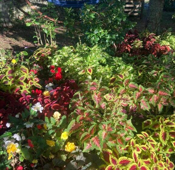 Bed and Breakfast English Cherry Tree Manor