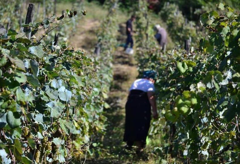 تختخواب و صبحانه Zaali S Wine Cellar