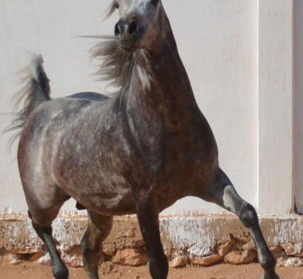 هتل Elaaz Horse Farm