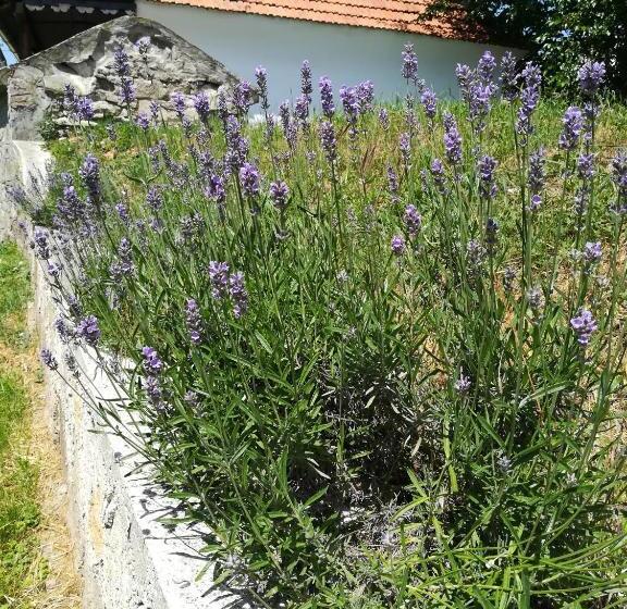 Пансион Bodrogparti Vendégház Sárazsadány