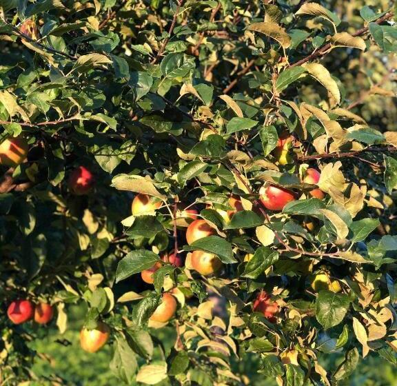 Пансион Bodrogparti Vendégház Sárazsadány