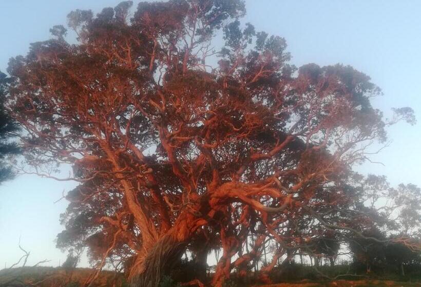 צימר Mulberry Grove Retreat