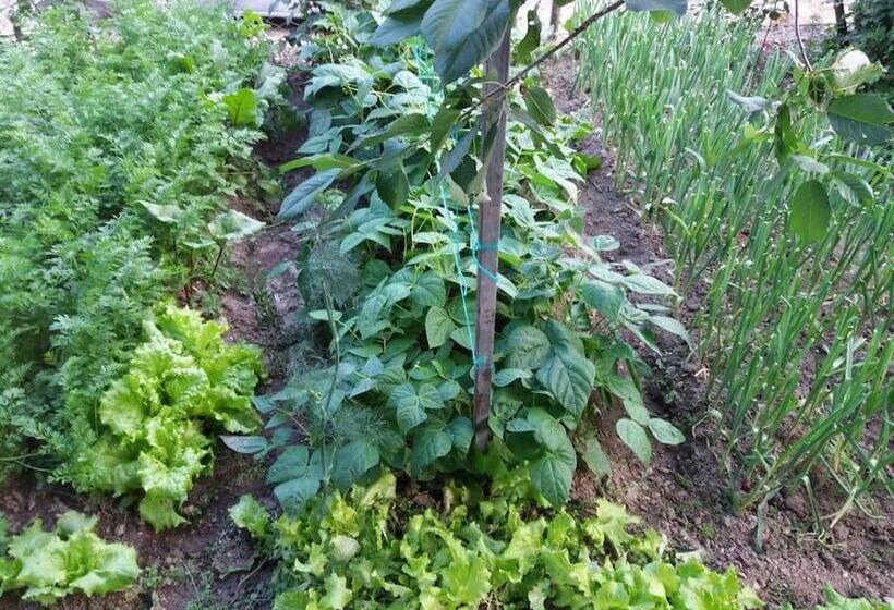 پانسیون Villa Vrben