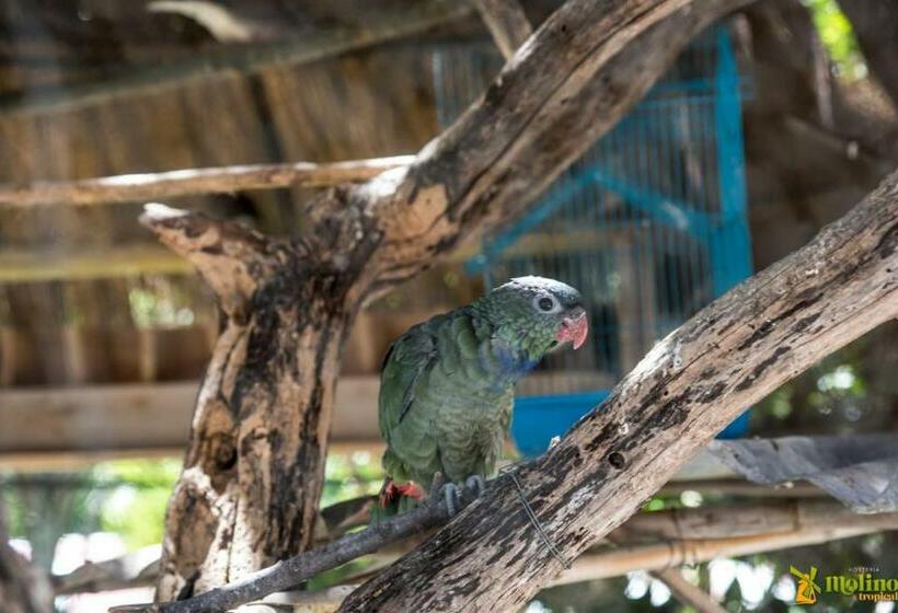 호스텔 Hostería Molino Tropical