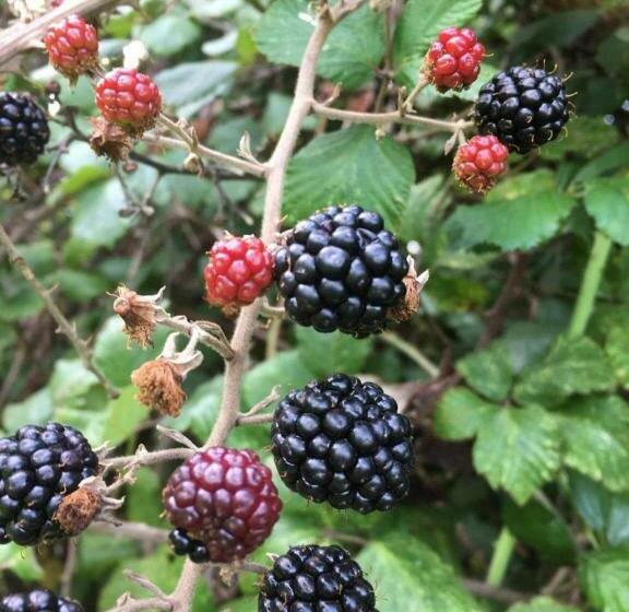 旅馆 Plume Of Feathers