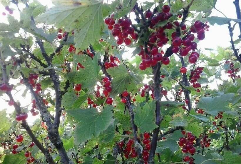 تختخواب و صبحانه Dalssel Farm Guesthouse