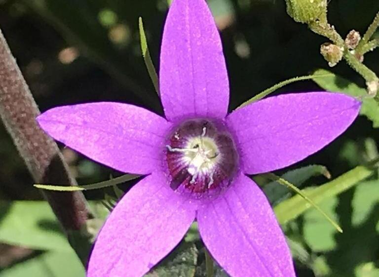 בית מלון כפרי Casa Do Moinho Novo