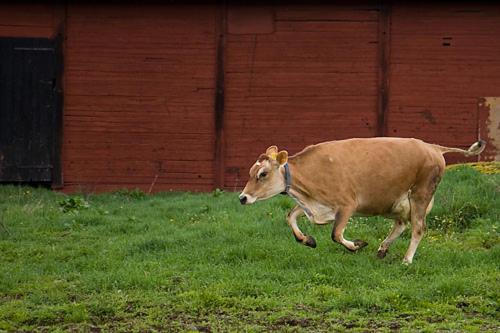 فندق Råshults Gård