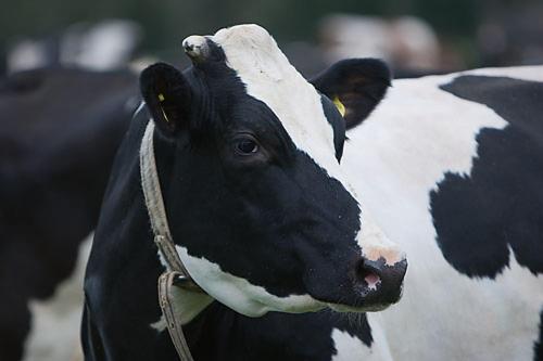 فندق Råshults Gård