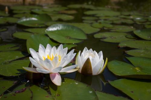 پانسیون Bee House Maya