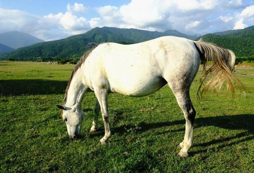 پانسیون Nazy S Guest House