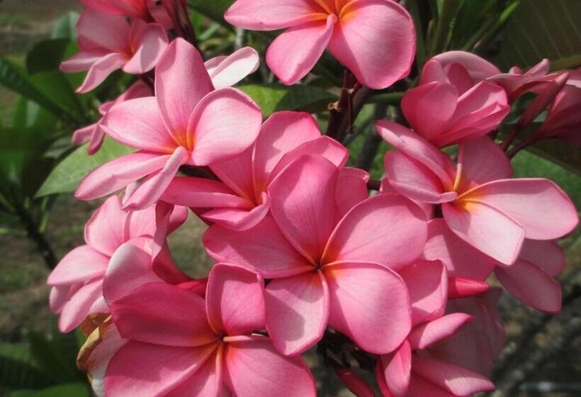 Pensão Selong Belanak Bungalows