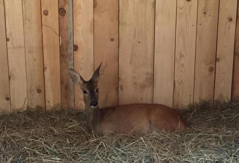 هاستل Motel Kula