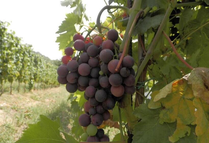 B&b Cantine Pietronero