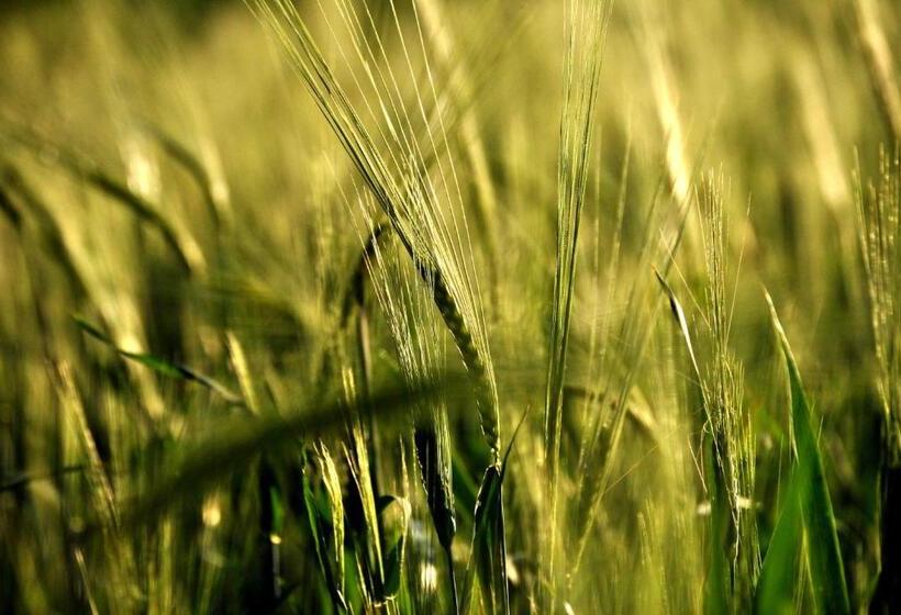 צימר Bed & Relax Sinestesia