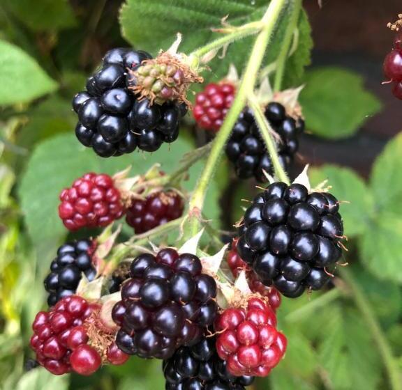 住宿加早餐  Bij Van Der Veer