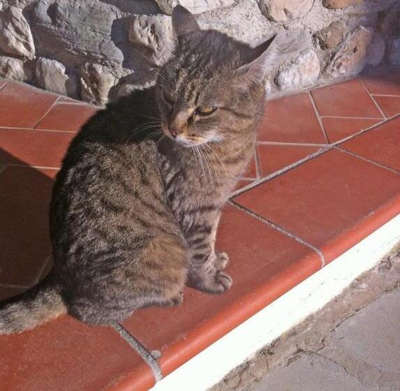 בית מלון כפרי Agriturismo Il Palazzaccio