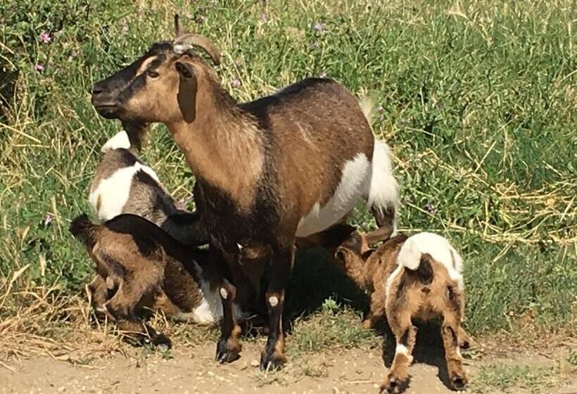 בית מלון כפרי Agriturismo Terre Di Musignano