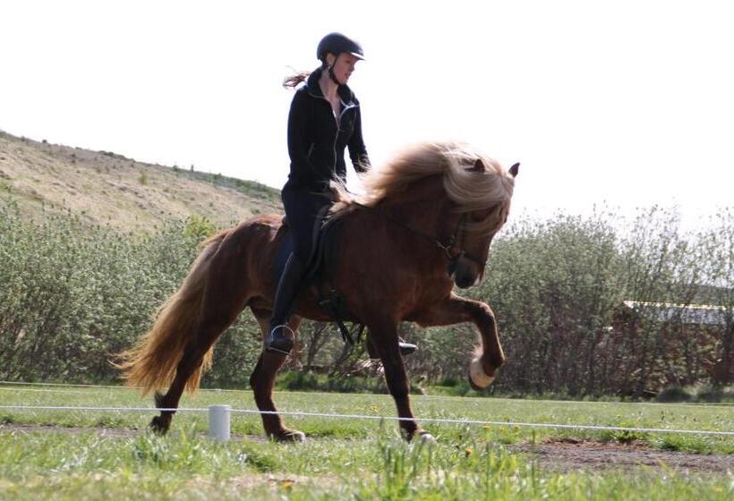 هتل Dæli Guesthouse