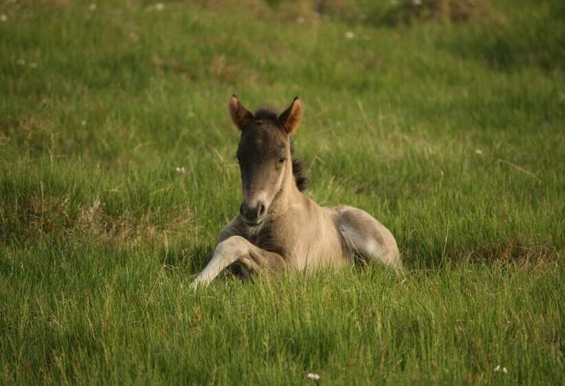 هتل Hofsstadir Farmhouse