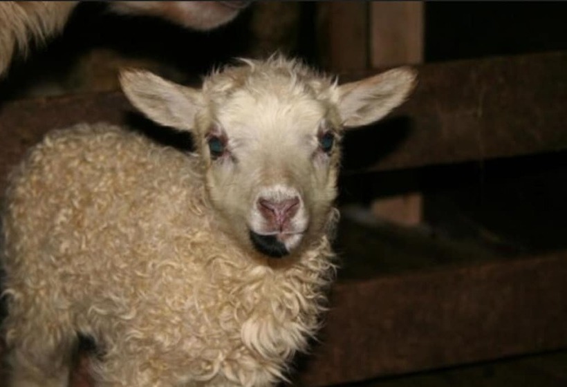 هتل Sólheimahjáleiga Guesthouse