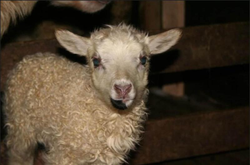 هتل Sólheimahjáleiga Guesthouse