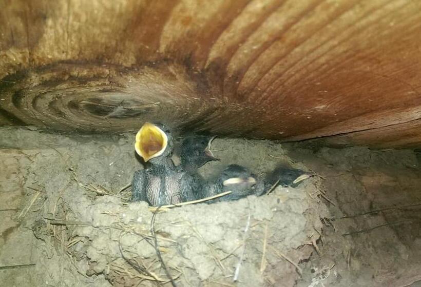 پانسیون Casa Rural Vilaspasa, Alquiler Integro