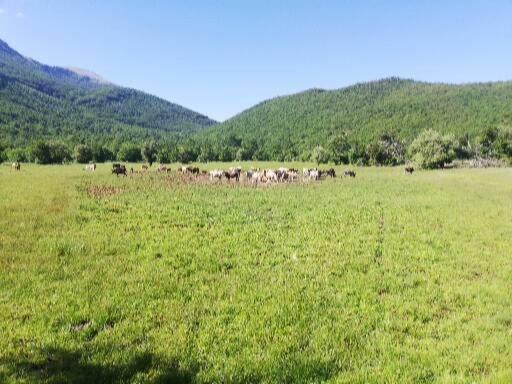 پانسیون Lile Pestani Accommodation