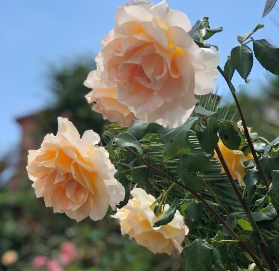 פנסיון Podere Morucciola