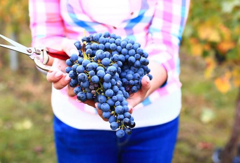 펜션 Vinný Sklep U Műhlbergerů