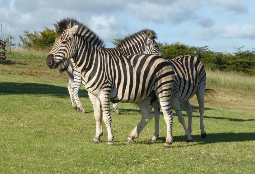 مبيت وإفطار Jbay Zebra Lodge