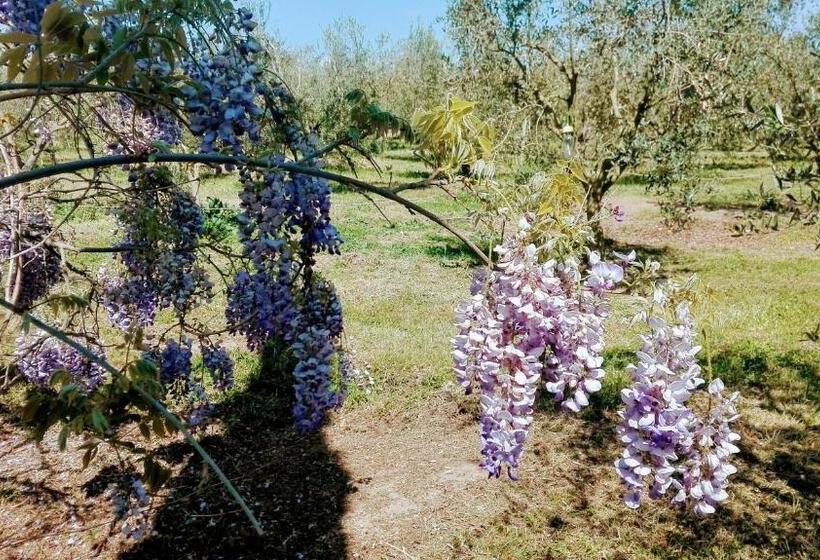 Отель Agriturismo Podere San Carlo