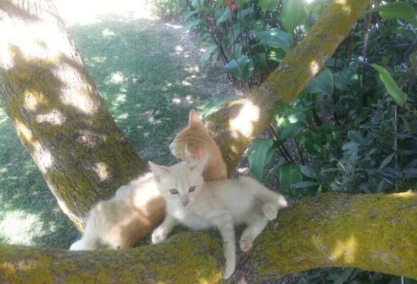 Отель Agriturismo Podere San Carlo