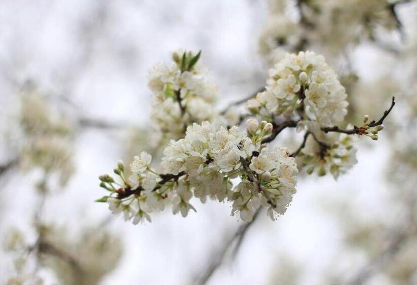 هتل Mộc Homestay Sa Pa