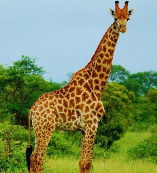 Legend Simba Safari   Legend Golf Safari Resort