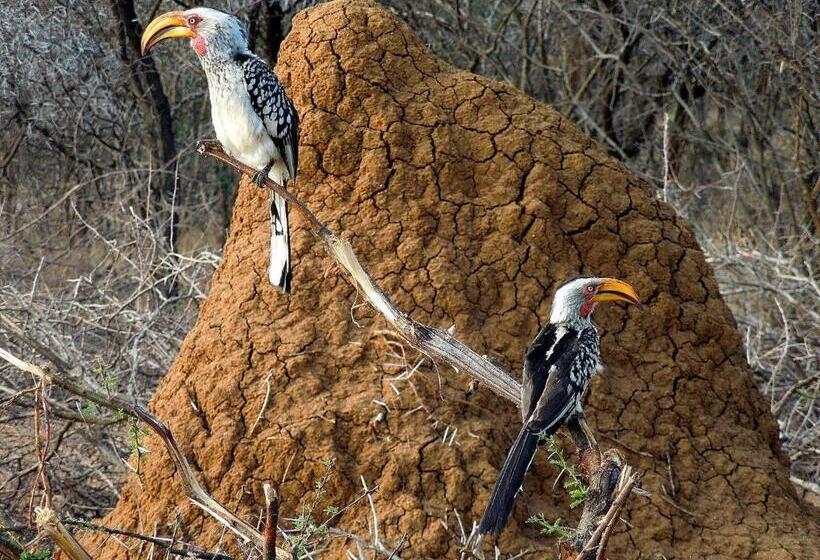 Legend Simba Safari   Legend Golf Safari Resort