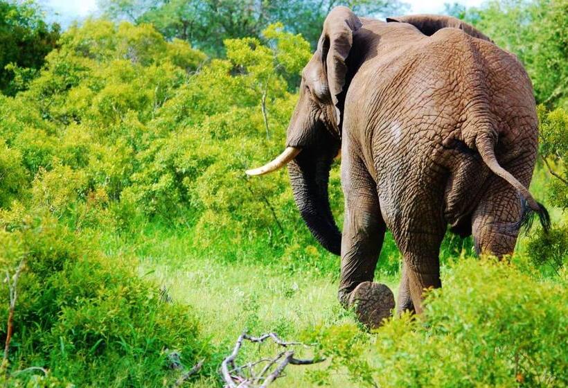 Legend Simba Safari   Legend Golf Safari Resort