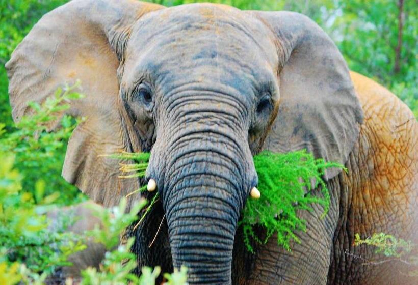 Legend Simba Safari   Legend Golf Safari Resort