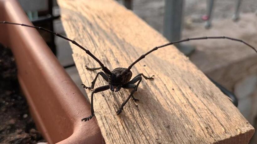 بنسيون Casa San Felice