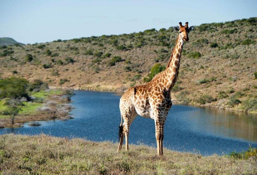 پانسیون Kwandwe Private Game Reserve   Melton Manor