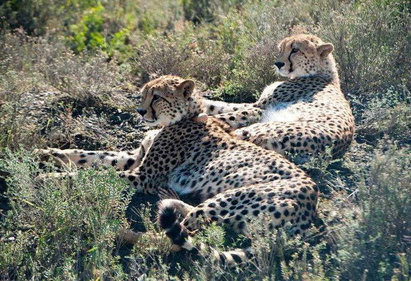 پانسیون Kwandwe Private Game Reserve Melton Manor