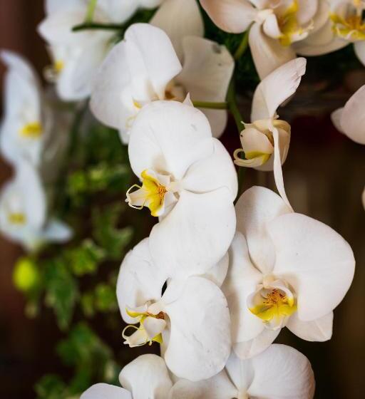 膳宿费 L Ulivo Resort