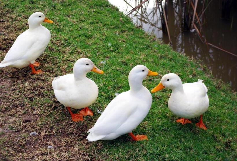 پانسیون Lyngrove Wines & Guesthouse