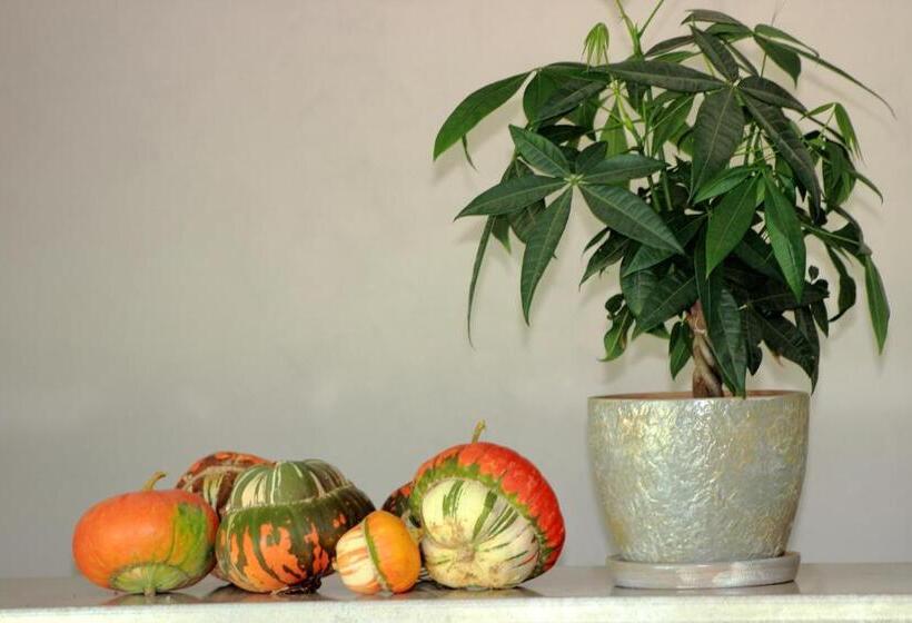 Пансион Tangra Guest House