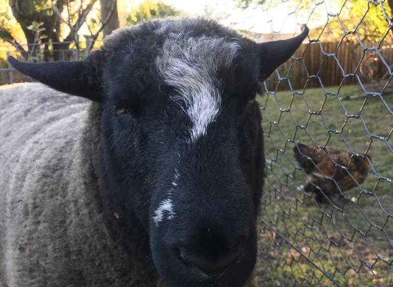 تختخواب و صبحانه The Racecourse Inn