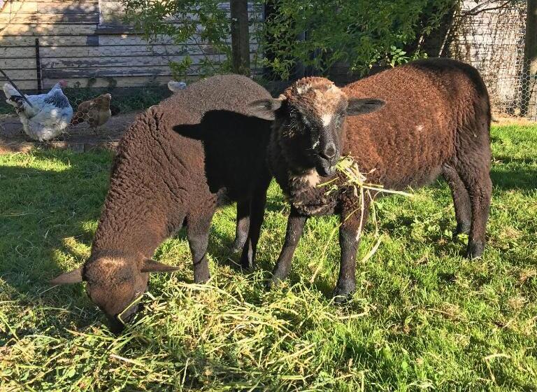 تختخواب و صبحانه The Racecourse Inn