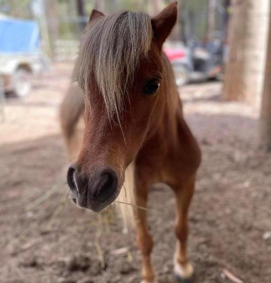 Chiltern Lodge Country Retreat