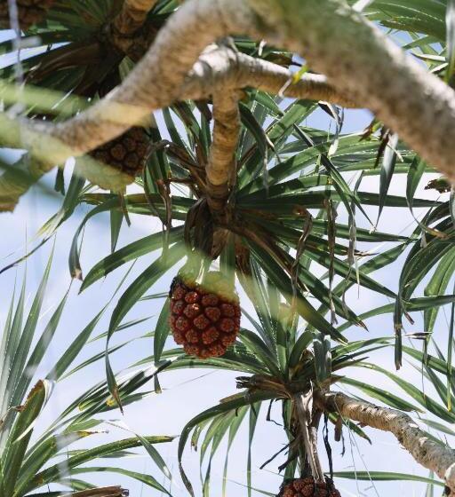 Отель Bansaithong Beach Resort