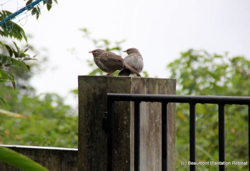 ホテル Beaumont Plantation Retreat